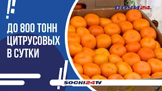Абхазия "засыпала" Россию оранжевым добром
