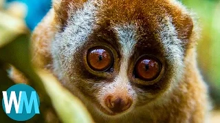 Top 10 Adorable Animals That Can Straight-Up KILL You