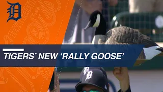 Veterinarian Roach tosses first pitch, discusses Tigers' new Rally Goose that she saved