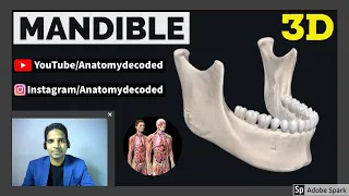 3D Mandible Anatomy | Mandible (Bone of Lower Jaw) | Anatomy Decoded | Anatomy Lectures