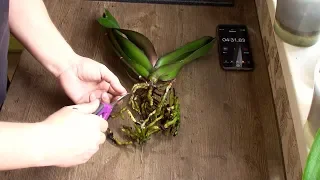 Как ПРАВИЛЬНО пересадить орхидею в керамзит за 10 минут