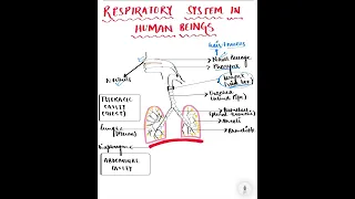 Class-X- Biology- Life Processes- Respiratory System in Human Beings