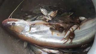 Best Amazing Net Fishing Video | Fishing With Net | Catching Catfish by net