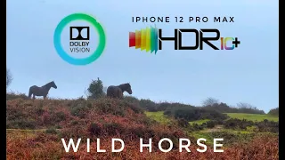 Dolby Vision HDR10+ iPhone 12 Pro Max