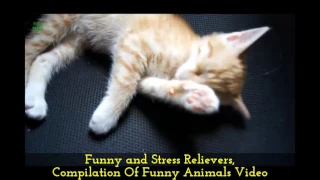 Funny and Stress Relievers, Compilation Of Funny Animals Video