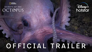 Secrets of the Octopus | Official Trailer | DisneyPlus Hotstar