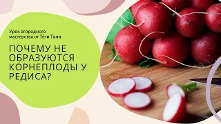 855. Редис и его подсемядольное колено.