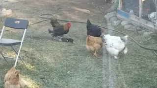My rooster tried to rape a male duck.