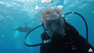 Дайвинг с дельфинами. Эйлат. Израиль. / scuba diving with dolphins