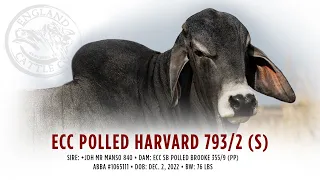 ECC Polled Harvard 793/2 (S) | England Cattle Co.