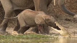 Wonderful Elephant Rescue Baby Elephant From Crocodile Hunting || Crocodile Hunting Fail