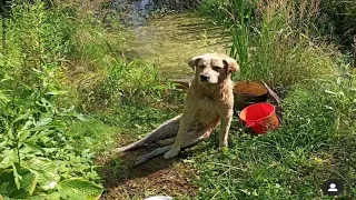 Even though he was sitting on the shore, the dog still could not believe that he had escaped death