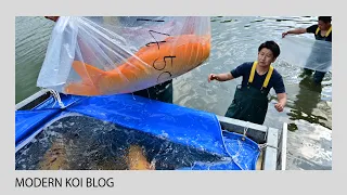 Modern Koi Blog #5273 - Tim in Japan: Die Sugura Jumbo Koi Ikeire