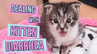 How to Deal With Kitten Diarrhea