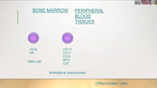 Mixed phenotype acute leukemia diagnosis