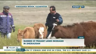 Number of peasant lands increased in Zhezkazgan - Kazakh TV