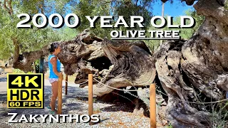 Exo Chora 2000 year old olive tree , Zakynthos in 4K 60fps HDR Dolby Atmos 💖 Greece 👀 walking tour