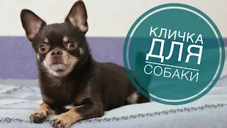 КАК НАЗВАТЬ ЩЕНКА? ПОДБИРАЕМ КЛИЧКУ СОБАКЕ