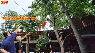 Lần đầu tiên xem Vua Khỉ Miền Tây cưa mé nhánh hai cây Hoàng Lan ? ( phần đầu) Cutting perfume tree.