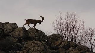 IBEX HUNT MUSTAFA SEVKETOGLU ADIYAMAN