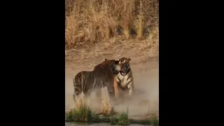 Tigers Fight for mating  | #shorts