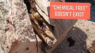 Swarmstead Bees LIVE | Treatment Free | "Chemical Free" Beekeeping