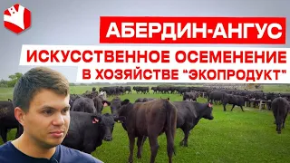 Искусственное осеменение в хозяйстве "Экопродукт" | Мясное животноводство