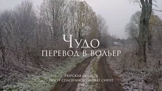 Медвежонок Чудо (2018 г.р.) - перевод в вольер