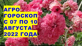 Агрогороскоп с 07 по 10 августа 2022 года