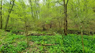 Birdsong and the Sounds of the Spring Forest before the Rain