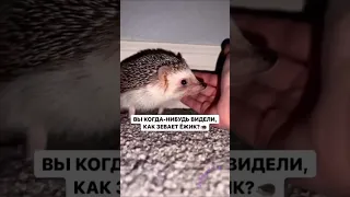 Видели как зевает Ёжик 🦔 The Hedgehog Yawns 😂 #shorts