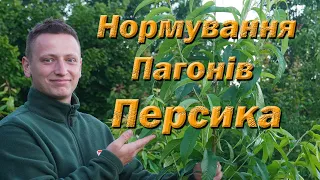 Нормування пагонів персика. Обламування пагонів на персику.