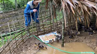 Build a duck house and catch ducklings to release.|episode 9.|BinhBamboo.