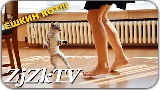 Ёшкин кот! Приколы с животными №122. Fun with animals #122