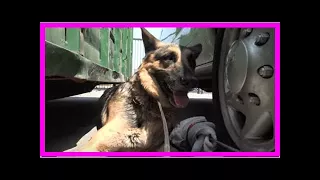Security Guards Help Animal Rescue Capture Scared German Shepherd| Dog Rescue Stories