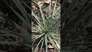 yucca plant varieties