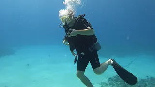 Reef oasis diving