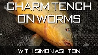 Charm Tench On Worms