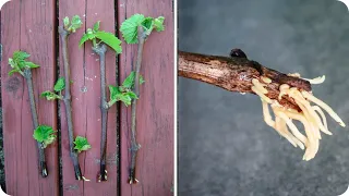 Easiest way to grow grape vines from cuttings fast and easy | rooting grape vine propagation