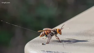 First Asian giant hornet nest in US found in Whatcom County