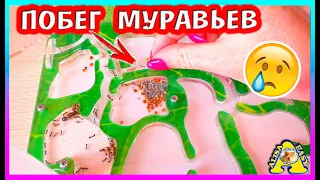 МУРАВЬИ СБЕЖАЛИ из формикария / ловлю муравьев / Алиса Изи Петс / Alisa Easy Pets