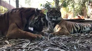 Australia Zoo Celebrates International Tiger Day 2018