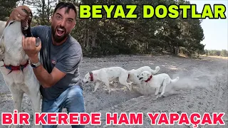 BEYAZ DOSTLAR~BİR ISRIKTA YUTABİLİR~ÖRÜMÇEK ISIRDI!YUSUF HASTALANMIŞ!!