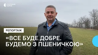 «Будемо з пшеничкою»: стан озимини у Харківській області