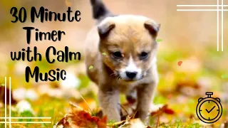 30 Minute Countdown Timer Puppy with Relaxing Music!