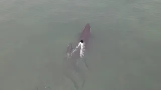 Спасение Косатки. Killer whale rescue.