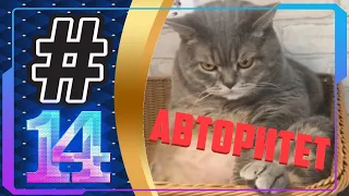 Лучшие приколы | COUB | Funny moments | ЯНВАРЬ 2021 #14