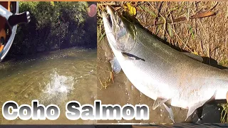 Another Salmon Fishing at Bowmanville Creek  #fishingvideo 2023