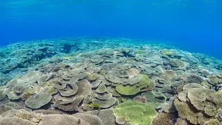 [4K] 沖縄 慶良間諸島（ケラマ諸島） サンゴ礁の海中世界　Kerama CoralReef Underwater World in Okinawa