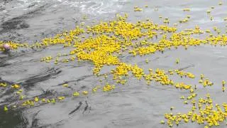 Duck-a-thon - Thousands of Rubber ducks floating in the ocean.